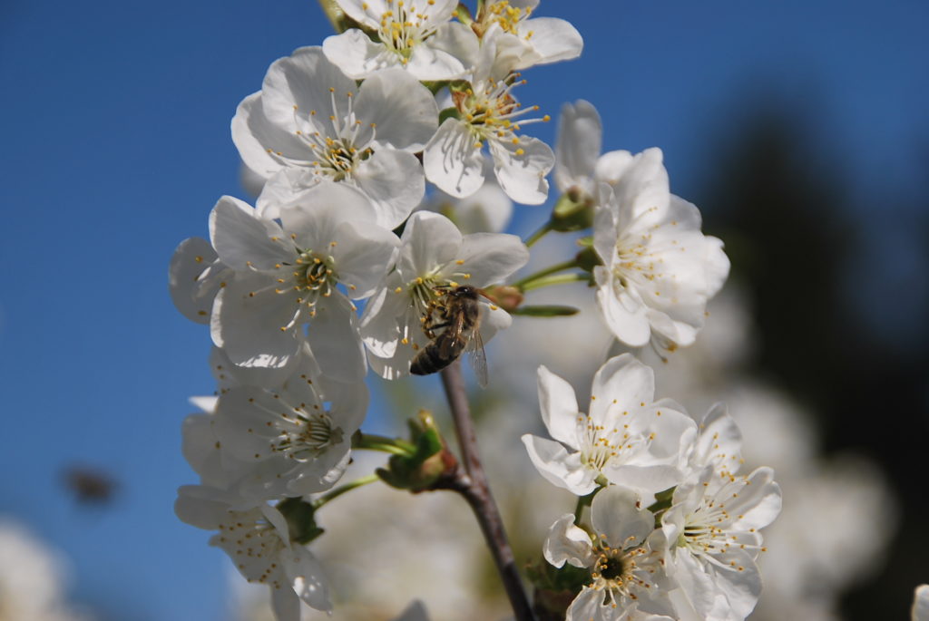 Biene an Kirschblüten